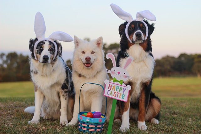 chiens déguisés en lapins devant un panier d'œufs de pâques 